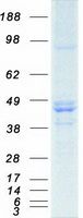 NF45 / ILF2 Protein - Purified recombinant protein ILF2 was analyzed by SDS-PAGE gel and Coomassie Blue Staining