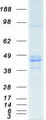 NF45 / ILF2 Protein - Purified recombinant protein ILF2 was analyzed by SDS-PAGE gel and Coomassie Blue Staining
