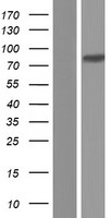 NF90 / ILF3 Protein - Western validation with an anti-DDK antibody * L: Control HEK293 lysate R: Over-expression lysate