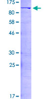 NF90 / ILF3 Protein - 12.5% SDS-PAGE of human ILF3 stained with Coomassie Blue