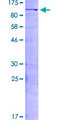 NF90 / ILF3 Protein - 12.5% SDS-PAGE of human ILF3 stained with Coomassie Blue