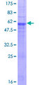 NFAM1 Protein - 12.5% SDS-PAGE of human NFAM1 stained with Coomassie Blue