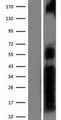 NFAT1 / NFATC2 Protein - Western validation with an anti-DDK antibody * L: Control HEK293 lysate R: Over-expression lysate