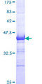 NFATC1 / NFAT2 Protein - 12.5% SDS-PAGE Stained with Coomassie Blue.