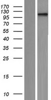 NFATC4 / NFAT3 Protein - Western validation with an anti-DDK antibody * L: Control HEK293 lysate R: Over-expression lysate