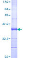 NFATC4 / NFAT3 Protein - 12.5% SDS-PAGE Stained with Coomassie Blue.