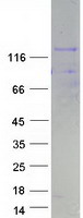 NFATC4 / NFAT3 Protein - Purified recombinant protein NFATC4 was analyzed by SDS-PAGE gel and Coomassie Blue Staining