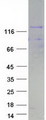 NFATC4 / NFAT3 Protein - Purified recombinant protein NFATC4 was analyzed by SDS-PAGE gel and Coomassie Blue Staining