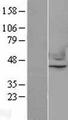 NFE2 / p45 Protein - Western validation with an anti-DDK antibody * L: Control HEK293 lysate R: Over-expression lysate