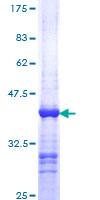 NFE2 / p45 Protein - 12.5% SDS-PAGE Stained with Coomassie Blue.