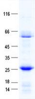 NFE2 / p45 Protein