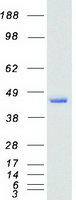 NFE2 / p45 Protein - Purified recombinant protein NFE2 was analyzed by SDS-PAGE gel and Coomassie Blue Staining