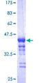 NFE2L2 / NRF2 Protein - 12.5% SDS-PAGE Stained with Coomassie Blue.