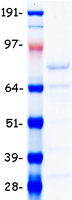 NFE2L2 / NRF2 Protein - Purified recombinant protein NFE2L2 was analyzed by SDS-PAGE gel and Coomassie Blue Staining
