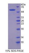 NFE2L2 / NRF2 Protein - Recombinant Nuclear Factor, Erythroid Derived 2 Like Protein 2 (NFE2L2) by SDS-PAGE