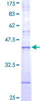 NFE2L3 Protein - 12.5% SDS-PAGE Stained with Coomassie Blue.