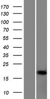 NFE4 / NF-E4 Protein - Western validation with an anti-DDK antibody * L: Control HEK293 lysate R: Over-expression lysate