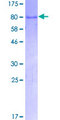 NFI / NFIC Protein - 12.5% SDS-PAGE of human NFIC stained with Coomassie Blue