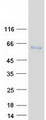 NFI / NFIC Protein - Purified recombinant protein NFIC was analyzed by SDS-PAGE gel and Coomassie Blue Staining