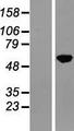 NFIA / Nuclear Factor 1 Protein - Western validation with an anti-DDK antibody * L: Control HEK293 lysate R: Over-expression lysate