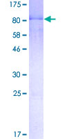 NFIA / Nuclear Factor 1 Protein - 12.5% SDS-PAGE of human NFIA stained with Coomassie Blue