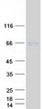 NFIA / Nuclear Factor 1 Protein - Purified recombinant protein NFIA was analyzed by SDS-PAGE gel and Coomassie Blue Staining