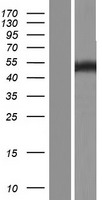NFIB Protein - Western validation with an anti-DDK antibody * L: Control HEK293 lysate R: Over-expression lysate