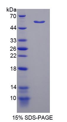 NFIB Protein - Recombinant Nuclear Factor I/B By SDS-PAGE