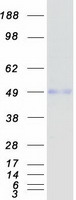 NFIB Protein - Purified recombinant protein NFIB was analyzed by SDS-PAGE gel and Coomassie Blue Staining