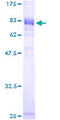 NFIL3 Protein - 12.5% SDS-PAGE of human NFIL3 stained with Coomassie Blue