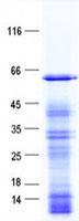 NFIL3 Protein
