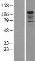 NFKB1 / NF-Kappa-B Protein - Western validation with an anti-DDK antibody * L: Control HEK293 lysate R: Over-expression lysate