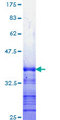NFKB1 / NF-Kappa-B Protein - 12.5% SDS-PAGE Stained with Coomassie Blue.