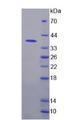 NFKB1 / NF-Kappa-B Protein - Recombinant Nuclear Factor Kappa B By SDS-PAGE