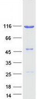 NFKB1 / NF-Kappa-B Protein - Purified recombinant protein NFKB1 was analyzed by SDS-PAGE gel and Coomassie Blue Staining
