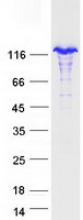 NFKB2 Protein - Purified recombinant protein NFKB2 was analyzed by SDS-PAGE gel and Coomassie Blue Staining