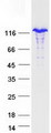 NFKB2 Protein - Purified recombinant protein NFKB2 was analyzed by SDS-PAGE gel and Coomassie Blue Staining