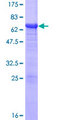 NFKBIB / IKB Beta / IKBB Protein - 12.5% SDS-PAGE of human NFKBIB stained with Coomassie Blue