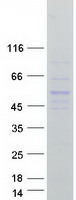 NFKBIB / IKB Beta / IKBB Protein - Purified recombinant protein NFKBIB was analyzed by SDS-PAGE gel and Coomassie Blue Staining