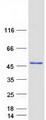 NFKBIL1 Protein - Purified recombinant protein NFKBIL1 was analyzed by SDS-PAGE gel and Coomassie Blue Staining