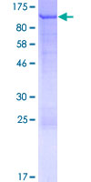 NFKBIZ / IKBZ Protein - 12.5% SDS-PAGE of human NFKBIZ stained with Coomassie Blue