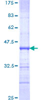 NFRKB Protein - 12.5% SDS-PAGE Stained with Coomassie Blue.
