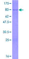 NFS1 Protein - 12.5% SDS-PAGE of human NFS1 stained with Coomassie Blue