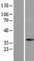 NFYA Protein - Western validation with an anti-DDK antibody * L: Control HEK293 lysate R: Over-expression lysate
