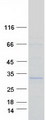 NFYB Protein - Purified recombinant protein NFYB was analyzed by SDS-PAGE gel and Coomassie Blue Staining
