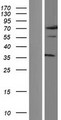 NFYC Protein - Western validation with an anti-DDK antibody * L: Control HEK293 lysate R: Over-expression lysate