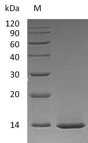 NGF Protein - (Tris-Glycine gel) Discontinuous SDS-PAGE (reduced) with 5% enrichment gel and 15% separation gel.