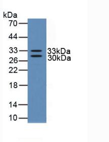 Human Ngf Protein Recombinant His N Terminal Produced In E Coli Lsbio