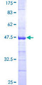 NGFRAP1 / NADE / Bex Protein - 12.5% SDS-PAGE Stained with Coomassie Blue.