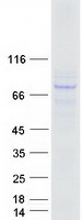 NGLY1 Protein - Purified recombinant protein NGLY1 was analyzed by SDS-PAGE gel and Coomassie Blue Staining